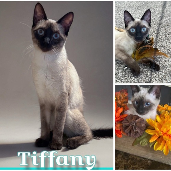 Meet your Posher, Jenny 🐈‍⬛ - Picture 5 of 10